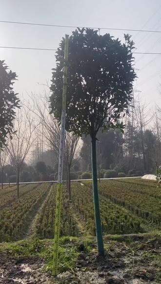 小院里种棵桂花树,四季飘香太美了!