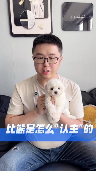 比熊是怎么认主的呢#怎么训练比熊