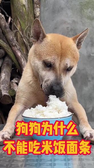 为什么不能喂狗狗吃米饭面条#狗狗 #狗狗干饭界的天花板 #萌宠 科学养狗#科学养狗