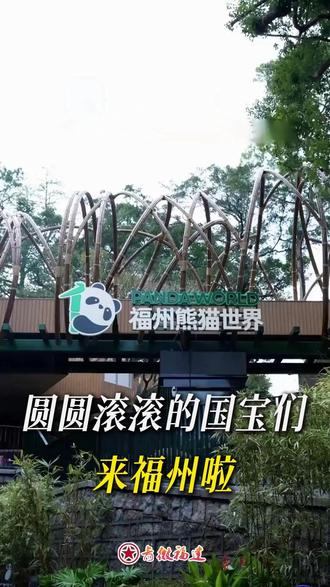 圆圆滚滚的国宝们来福州啦。#福州熊猫世界 #熊猫 #福州
