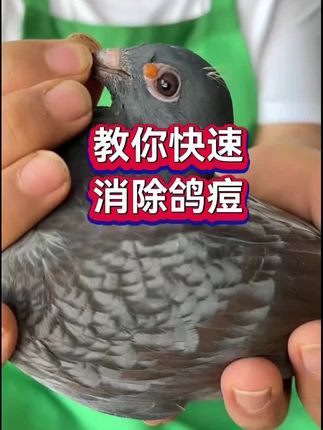 教你快速消除鸽痘#抖音养鸽人 #种鸽 #职业赛鸽 #肉鸽养殖 #鸽子