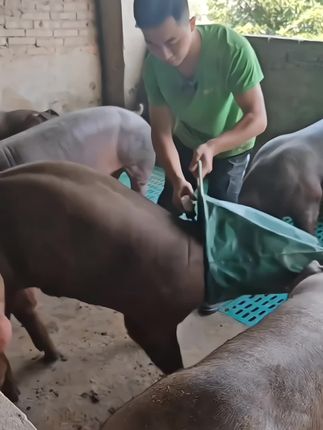猪大师推荐 猪头套 安全健康 套猪神器,赶猪,打针更方便抓猪#猪大师推荐猪头套 #套猪神器 #赶猪打针更方便 @巨量千川 @抖音热点