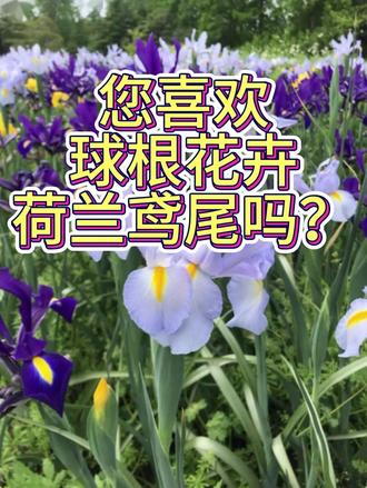 您喜欢球根花卉荷兰鸢尾吗?