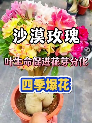 沙漠玫瑰不开花,就用叶生命促进花芽分化,开花多#沙漠玫瑰不开花 #叶生命 #沙漠玫瑰花期200多天 #花卉绿植 #养花知识分享
