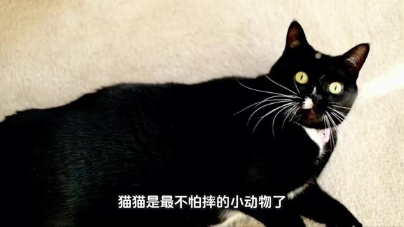 为什么说猫不怕从高处落下