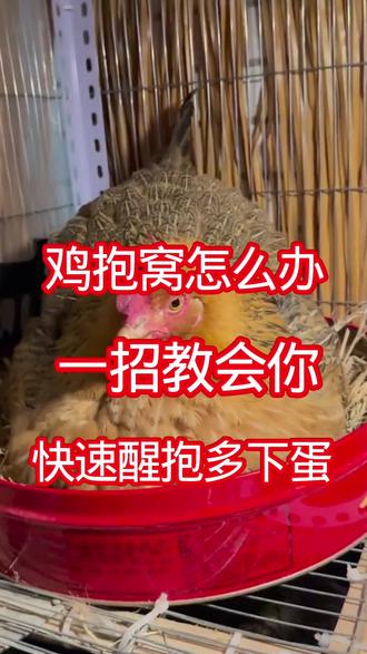 母鸡抱窝一招快速醒抱#养鸡 #养鸡小妙招 #养鸡知识 #养鸡技术
