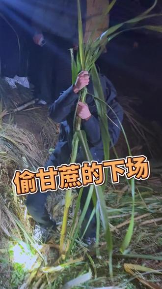今晚继续“偷”起走#甘蔗 #偷甘蔗的快乐