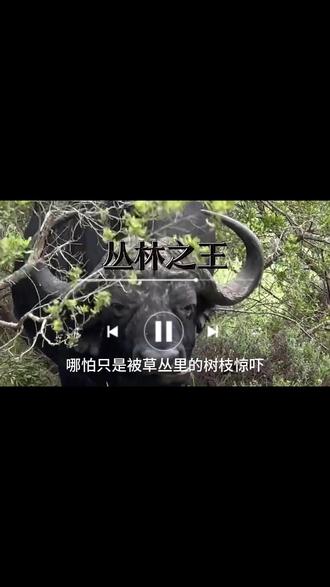 别惹水牛王!一旦被激怒,狮子都不够打 非洲草原铁血霸主,公认水牛之王。身躯强悍,牛角锋利,性情刚烈,不惧狮群围猎,以绝对力量守护族群,尽显荒野王者本色#非洲草原铁血 #人与动物 #动物世界
