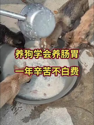 往后就是养肠胃!!!#养狗人 #家有中华田园犬 #狗狗益生菌 #养狗经验分享