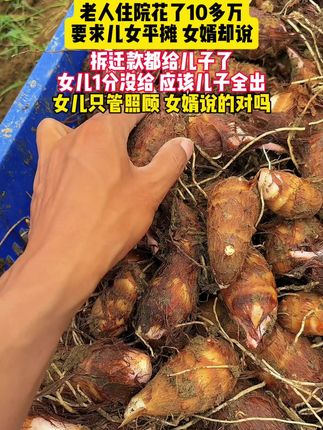 女婿说的对吗? #优质农产品#芋艿#红芽芋头 #毛芋头