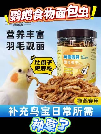 #鹦鹉 #鹦鹉日常 #鹦鹉小白 #鹦鹉食物 #鹦鹉营养