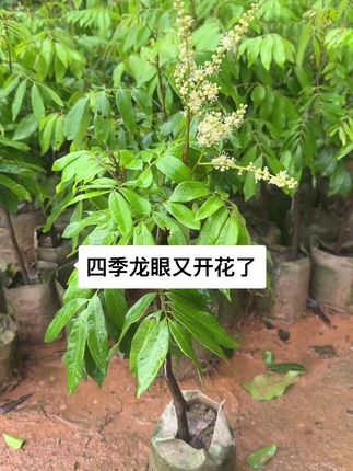 四季龙眼苗,带土带叶,目前有开花的苗,双季开花结果,核小肉厚,口感非常蜜甜,目前还有少量带土带花的,有没有喜欢的?#农业种植 #四季龙眼苗