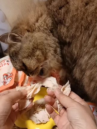 #萌福记 让毛孩子爱不释口的蒸煮鸡胸肉,百分百原切鸡肉,添加深海鱼油,高温蒸煮保留食材营养,让毛孩子吃的嘎嘎香#猫零食 #狗零食 #蒸煮鸡胸肉 #蒸煮鸡胸肉宠物零食