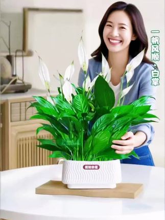 #【一帆风顺】年宵花卉绿植(约40~50CM)盆栽土培白掌室内好养#