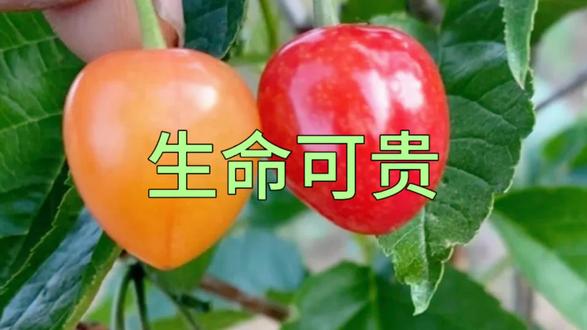 男女寿命差距#珍爱生命