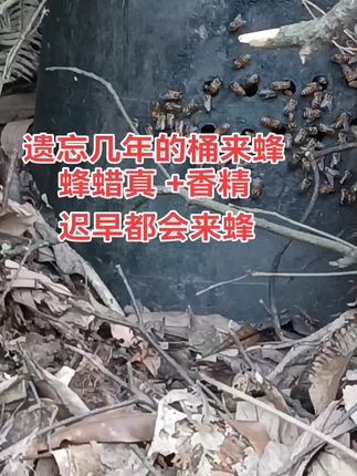 蜂蜡+香精来蜂 要想来蜂快就勤打理,要想来蜂多就多放桶,总会来蜂,耐心,#三农养殖 #诱蜂养蜂 #返乡创业青年 #农村养殖
