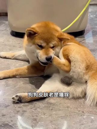 铲屎官们看过来