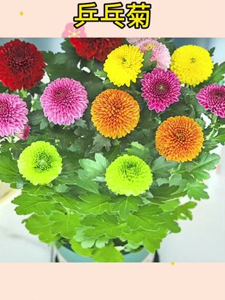 #乒乓菊 #乒乓菊盆栽 #盆栽花卉 乒乓菊【菊花苗】大花型室内外种植绿植盆栽菊苗四季开花新鲜扦插苗#菊花苗 #盆栽菊花