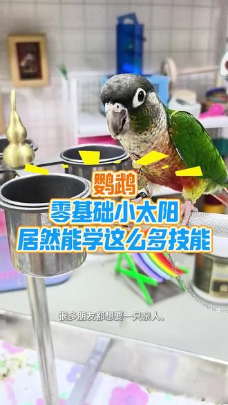 鹦鹉零基础居然能学这么多技能 #鹦鹉训练#鹦鹉萌萌哒逗鹦鹉 #养鸟技术分享 #手养鹦鹉 #养鹦鹉必看
