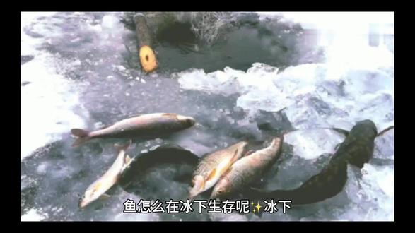 鱼怎么在冰下生存呢✨ 冰下鱼儿的生存魔法大揭秘 ✨
冬天湖面结冰时,鱼儿们正在水下开"生存派对"呢!它们有三大神奇技能:
1️⃣ 自带"防冻液"寒带鱼血液里有"抗冻蛋白",像小卫士一样抱住冰晶,防止它们刺破细胞,还能把体液的冰点降到-2℃!(热带鱼可没这装备哦❄️)
2️⃣ 钻进"温水被窝"水在4℃时最重,所以冰层下会形成4℃的温暖水层,鱼儿们就窝在这里开启"省电模式",心跳变超慢,像开了休眠APP📱
3️⃣ 氧气小妙招冰缝会偷偷漏氧气,水草在弱光下坚持光合作用,鱼儿们还会聚到冰窟窿边"集体吸氧",像小朋友抢着闻刚出炉的蛋糕🍰
💡 冷知识:南极鱼更厉害,能在-2℃的海水里跳"冰上芭蕾"!不过被冻进冰雕的鱼就没办法复活啦,它们的细胞已经被冰晶"戳泡泡"了💔
下次见到冰面,不妨想象一下脚下正在上演的《海底总动员》冬季特别版~🐟❄️