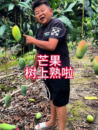 金煌芒果树上熟啦#新鲜应季水果 #现摘现发新鲜到家 #芒果#金煌芒