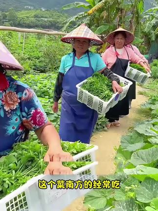#优质农产品 #在家种菜