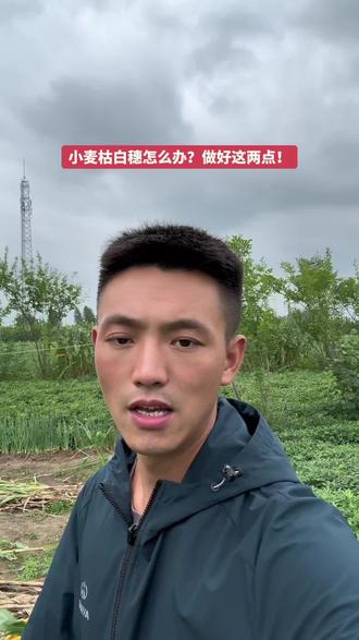 小麦枯白穗怎么办?做好这两点!#云护卫