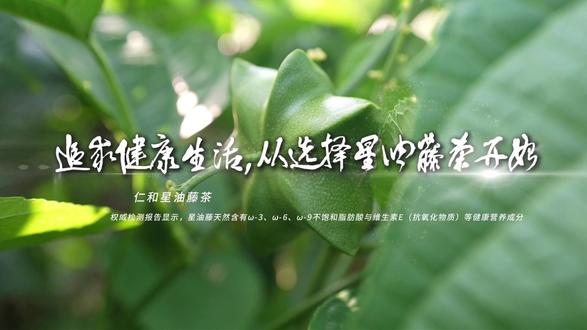 追求健康生活,从选择星油藤茶开始#健康 #星油藤 #星油藤茶 #养生 #中老年健康