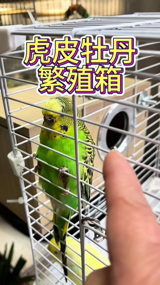 鹦鹉不踩背,挂个繁殖箱试试吧! #鹦鹉繁殖箱 #鹦鹉不下蛋 #手养鹦鹉 #养鸟经验分享 #自用好物推荐