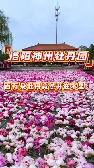 #神州牡丹园 #中国洛阳牡丹文化节 四月来洛阳神州牡丹园❗️看百万牡丹水上开🌸#水上牡丹园 #牡丹 #洛阳旅游