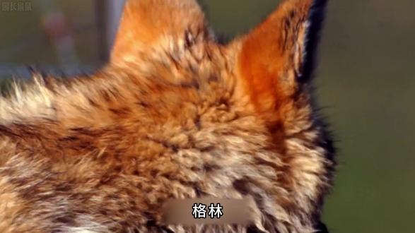 #冷知识科普 #拒绝废话#科普#冷知识#省流 #神奇的动物纪录片 #动物解说纪录片 不猎杀动物