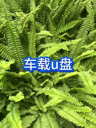 歌曲u盘2025最新款最火新歌网络流行MV视频火爆歌曲车载音乐优盘#人山人海太热闹了 #快来围观 #车载音乐