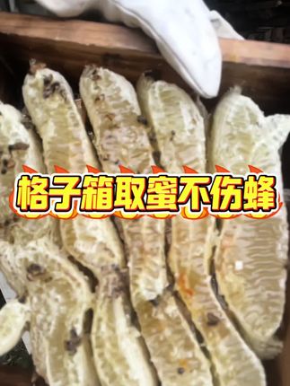 格子箱取蜜不伤蜂 #格子箱 #中蜂格子箱 #土养蜂箱 #蜜蜂养殖 #养蜂技术分享