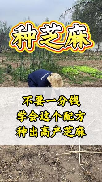 不要一分钱学会这个配方,种出高产芝麻 #芝麻种植 #芝麻高产种植技术 #芝麻管理 #芝麻施肥 #芝麻管理技术
