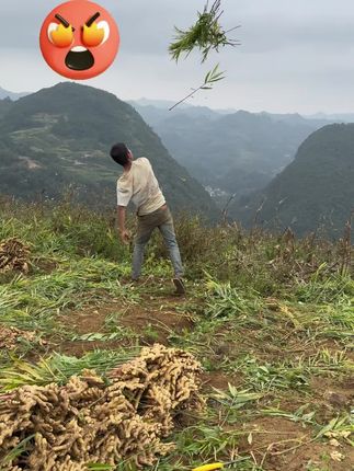 云南山地小黄姜现发农家姜!#云南小黄姜#生姜#姜#优质农产品