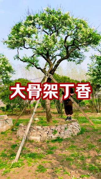 大骨架白色丁香花,二次移栽成活,冠幅饱满,骨架通透#适合庭院种植的造型树 #庭院精品树 #丁香#别墅庭院植物