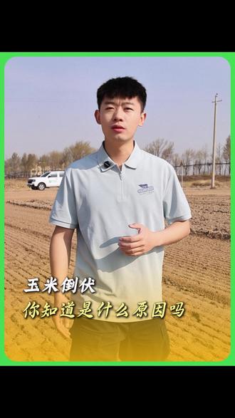 种玉米就怕倒伏!小郝一个视频带你看懂!玉米抗倒伏,亩产就稳了!#玉米 #玉米选种 #玉米抗倒伏 #玉米种植 #种植技巧