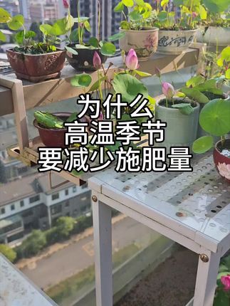 为什么高温季节小微型莲花要减少施肥量? #养花小知识 #分享家庭养花知识 #种植小技巧 #家庭养花 #周劲松碗莲微型莲花荷花