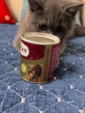 #吃货猫 #萌宠 你们要的同款冻干在这里哦