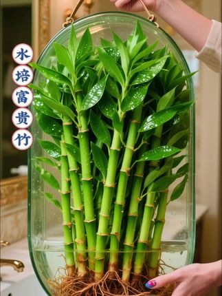 水培观音富贵竹,家中有竹,子孙享福。无需您耗费太多精力,不用费心准备泥土,不必频繁施肥照料,只需简单的清水滋养,它就能茁壮成长。哪怕您平时工作忙碌,也能轻松驾驭,让您在繁忙的生活节奏中,也能享受种植的乐趣。观音富贵竹,以其优雅修长的身姿,四季常绿的叶片,为您的空间带来灵动与生机。无论是简约的办公桌,温馨的卧室窗台,还是典雅的客厅角落,它都能完美融入,瞬间提升空间格调,成为一道独特的风景线。更令人心动的是,它承载着吉祥富贵的美好寓意,节节高升、竹报平安、富贵吉祥将满满的祝福与好运带入您的生活。在清水滋养中,静待美好绽放,开启诗意生活新篇章吧!🌸#水培植物有哪些 #观音竹 #发财竹 #富贵竹 #富贵竹水培方法