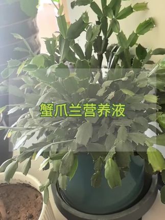 蟹爪兰不开花怎么办?那是缺营养了!你就给它用这个蟹爪兰专用营养液#蟹爪兰 #蟹爪兰的养殖方法 #蟹爪兰营养液 #蟹爪兰开花啦 #蟹爪兰催花方法