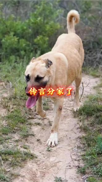 传言西北刀客分家了?一个去内蒙,一个在甘肃#感谢抖音#上热门#西北刀客分家#西北刀客护农 #西北刀客@西北刀客-公益护农 @西北刀客-机油手 @DOU+上热门