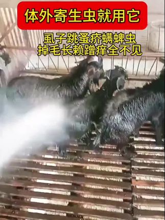 #体外寄生虫 #牛羊体外寄生虫喷一喷全灭掉 #虱子跳蚤 #牛羊体外驱虫 #牛羊体外喷洒驱虫