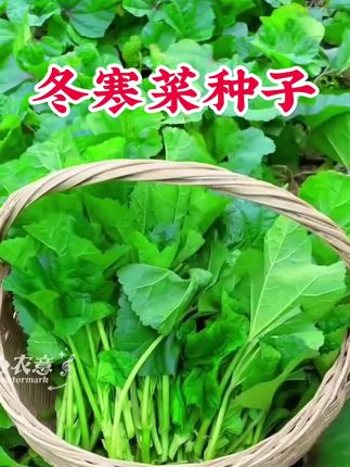 想要冬天有菜吃,推荐你现在就种点这个冬葵菜#冬葵 也叫冬寒菜#冬寒菜 #纯天然绿色蔬菜#自家菜园的新鲜蔬菜 #蔬菜