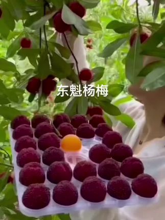 正品杨梅嫁接苗,地栽盆栽都可以#果树苗 #果树盆栽 #杨梅#杨梅嫁接苗#杨梅苗