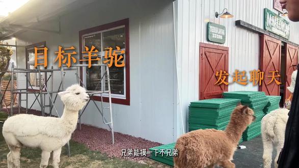 参观郑州折扣牛momo农场