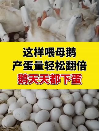 这样喂母鹅,产蛋量轻松翻倍,鹅天天都下蛋#鹅多下蛋 #鹅不下蛋怎么办 #鹅不下蛋 #鸡多下蛋 #鸡鸭鹅多下蛋