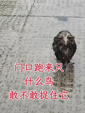 #上热门 #神奇动物在抖音 #爱护大自然保护野生动物 #意不意外 #万物有灵
