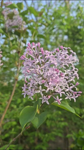 珍惜每一寸光阴,守护每一份热爱。在花开时懂得欣赏,在花落时学会释然;在顺境中心存谦卑,在逆境中心存希望。相信自己,相信所有默默的坚持,终将换来岁月的馈赠。风景从不言语,却见证了世间一切!