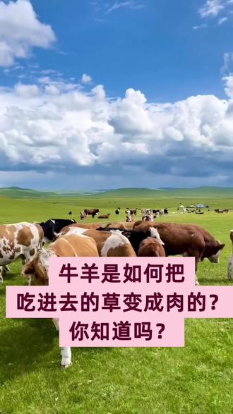 如何让牛羊把吃进去的草都变成肉?#养牛人 #养羊人 #养牛 #瘦牛瘦羊